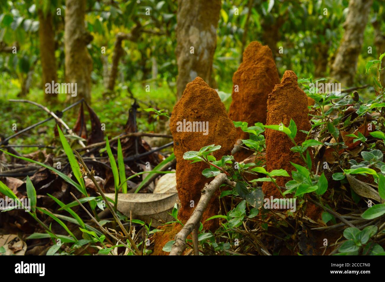 An ant colony is the basic unit around which ants organize their