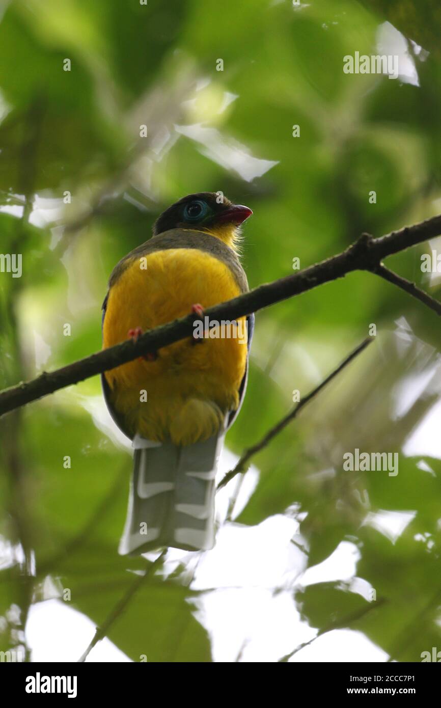 Sumatran Trogon (Apalharpactes mackloti) perched on a branch in tropical montane rainforest on Sumatra, Indonesia. Seen from below. Stock Photo