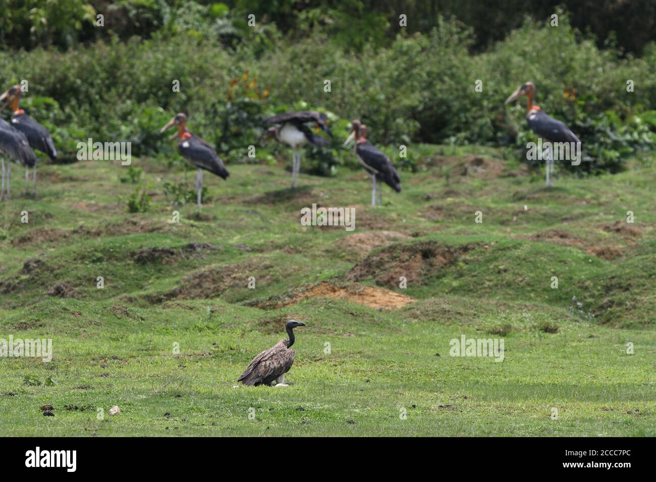 Slender-billed Vulture (Gyps tenuirostris) with Greater Adjutant (Leptoptilos dubius) perched on the gras in Kaziranga NP Stock Photo