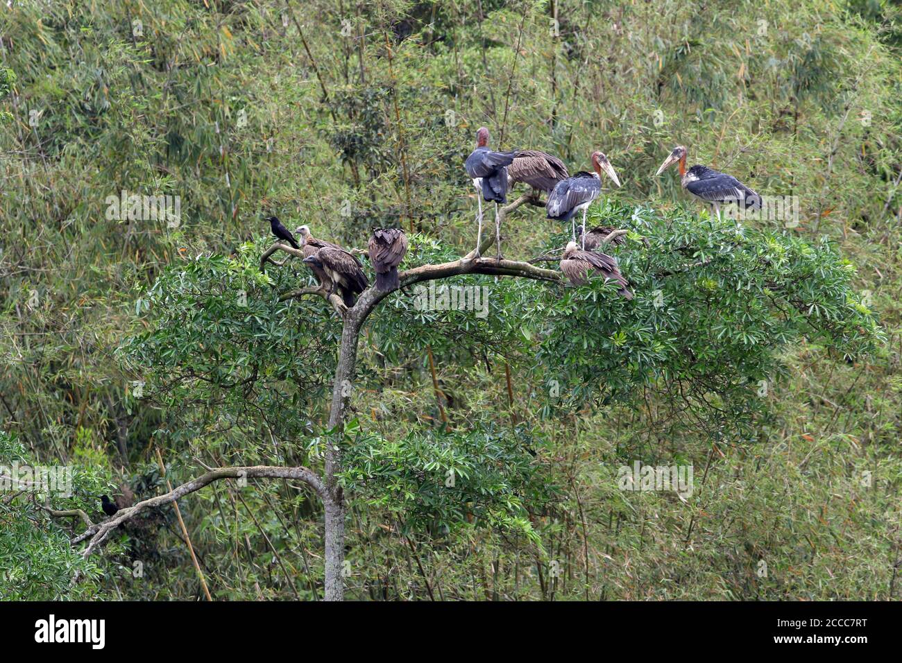 Slender-billed Vulture (Gyps tenuirostris) with Greater Adjutant (Leptoptilos dubius) perched in a tree in Kaziranga NP Stock Photo