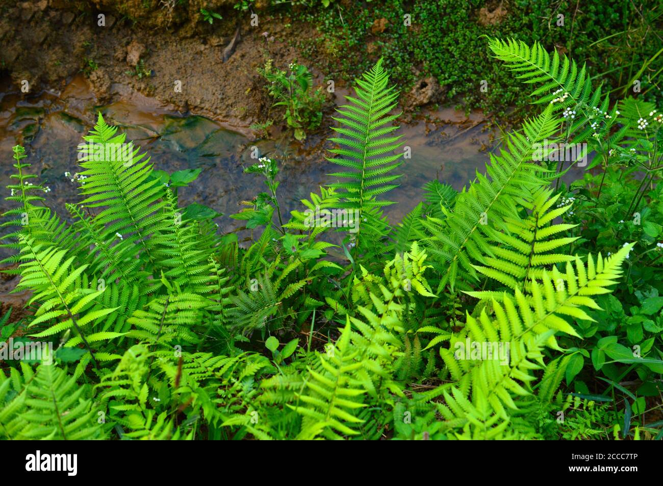 Fern Leaves comes in an abundance of colours, shapes and sizes, from