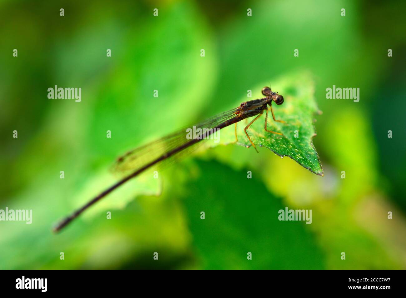 closeup of a dragonfly on a leaf with some parts in focus. A dragonfly is an insect belonging to the order Odonata, infraorder Anisoptera Stock Photo