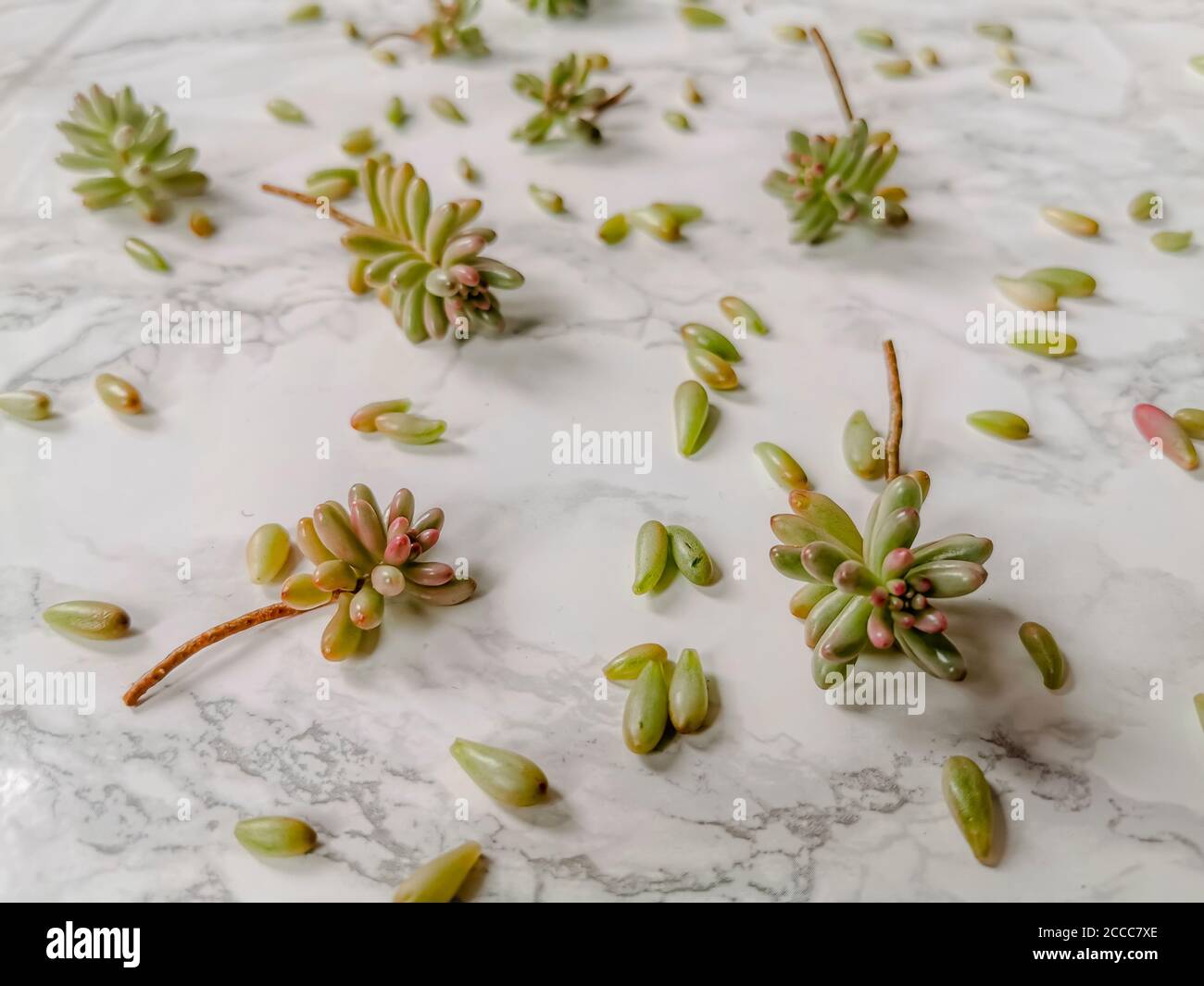 Jelly bean or sedum rubrotinctum aurora plant cuttings for propagation on a white marble background Stock Photo
