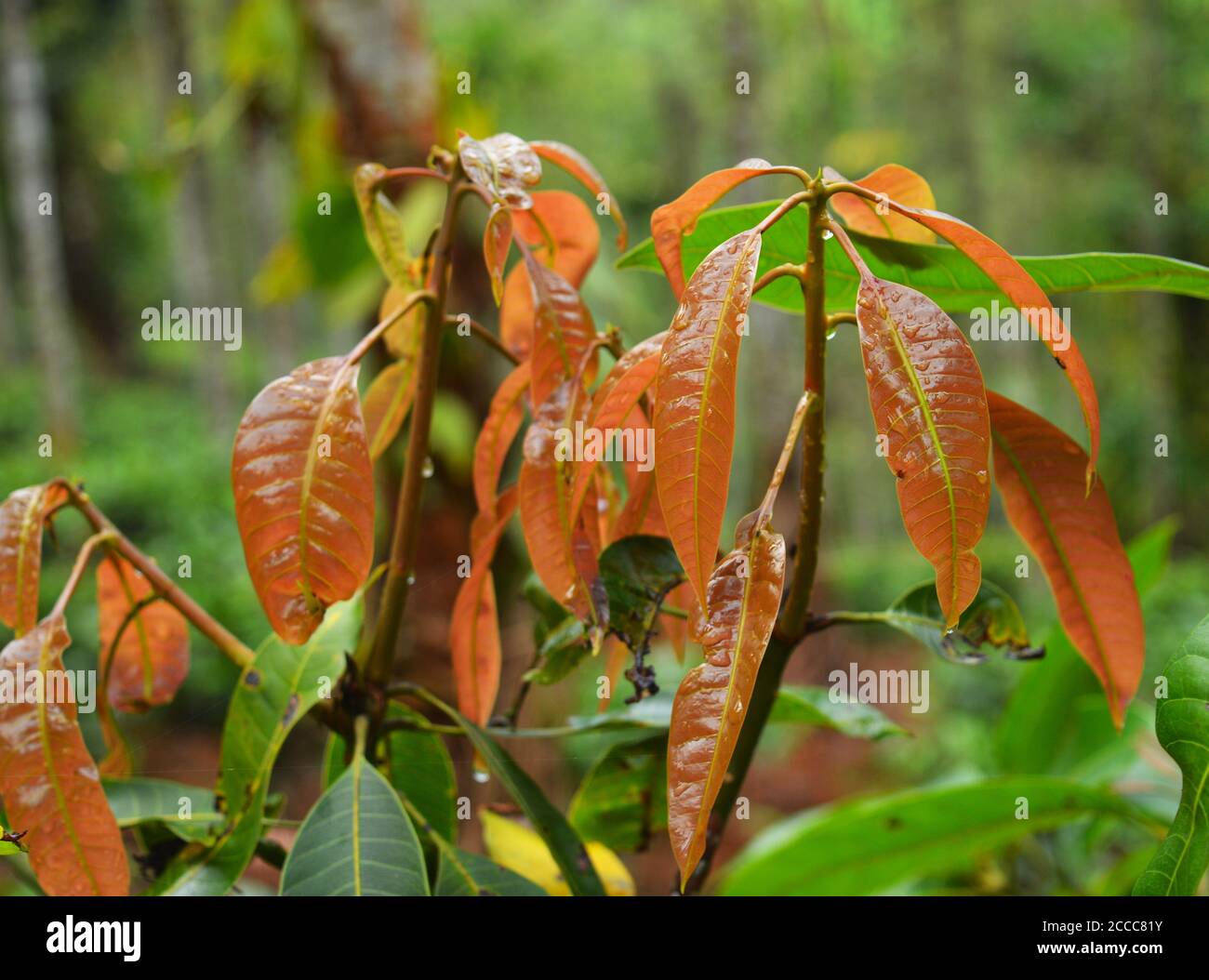 Mango leaves are very useful for managing diabetes. The tender leaves