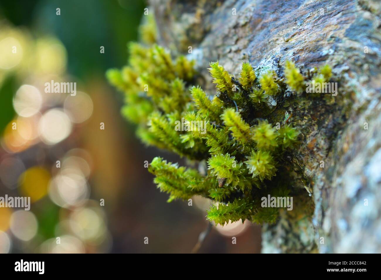 moss or Bryophyta, are small, non-vascular flowerless plants that typically form dense green clumps or mats, often in damp or shady locations. Stock Photo