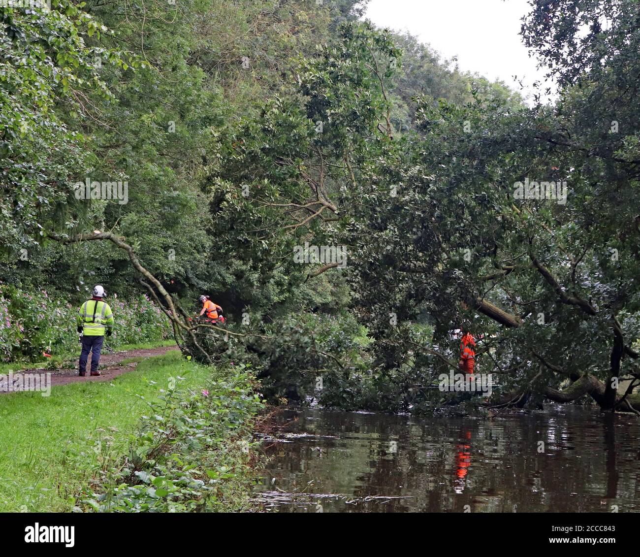 Following heavy overnight rain a tree had fallen across the Leeds and Liverpool canal in the Douglas valley and contractors are starting to remove it Stock Photo