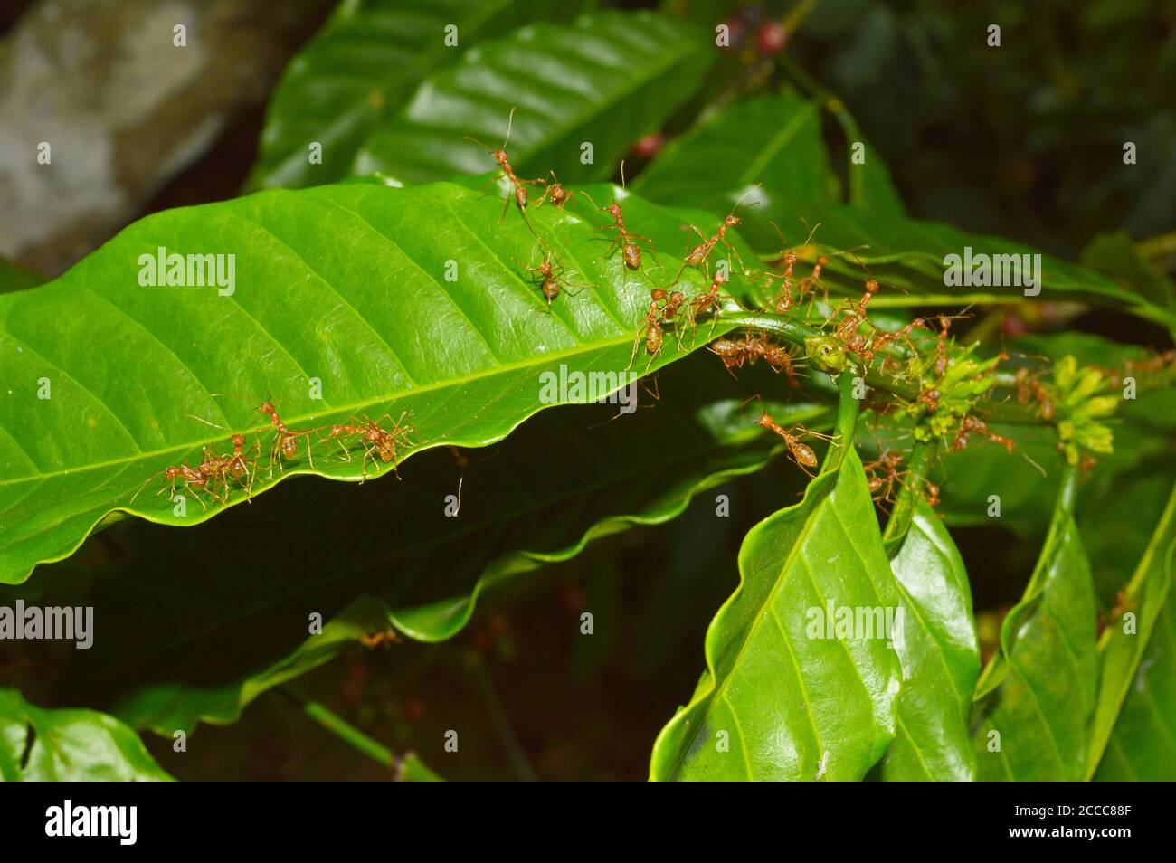 closeup of weaver ants working on a small branch. Weaver ants or green ants genus Oecophylla are eusocial insects of the family Formicidae Stock Photo