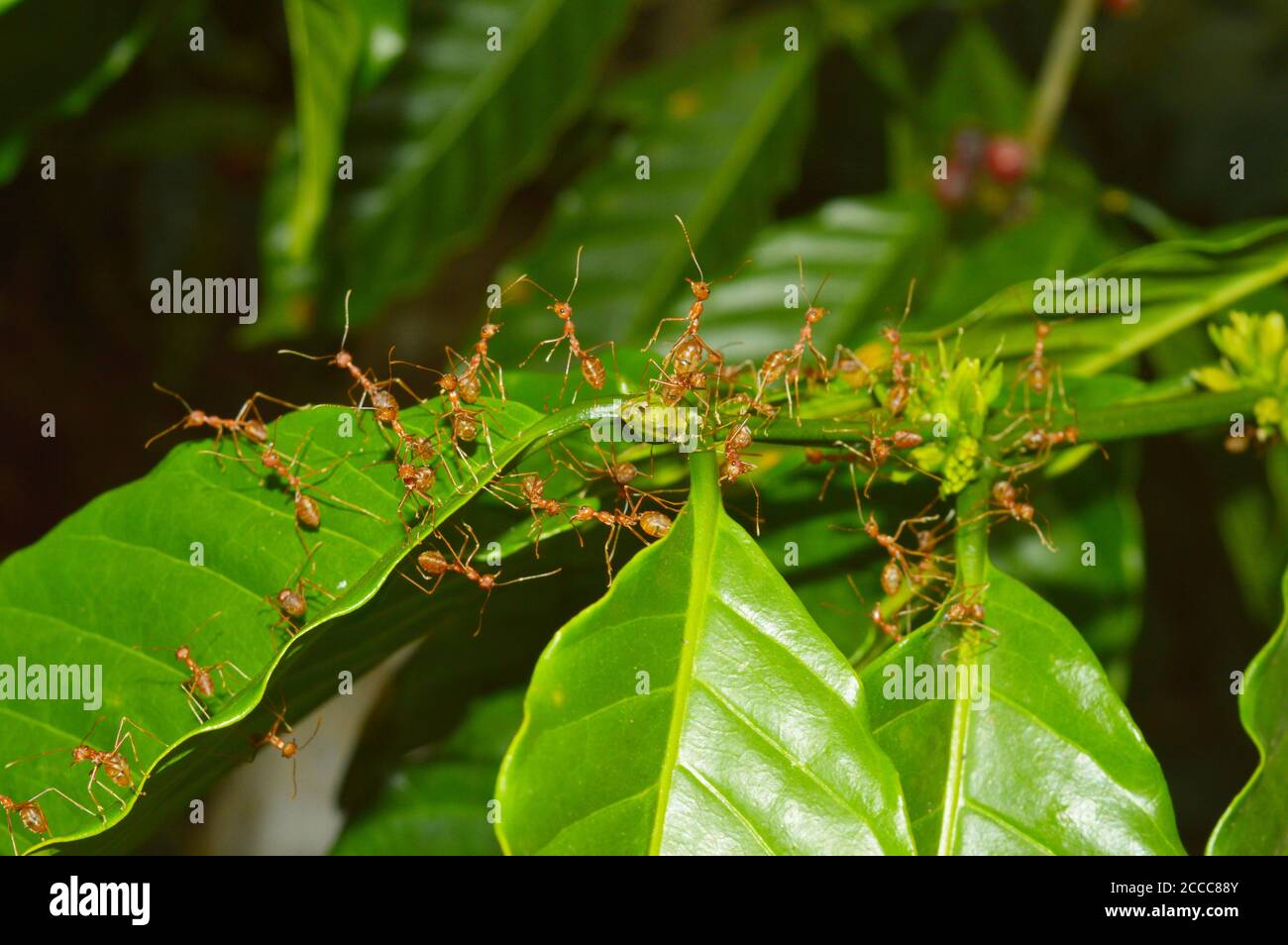 closeup of weaver ants working on a small branch. Weaver ants or green ants genus Oecophylla are eusocial insects of the family Formicidae Stock Photo