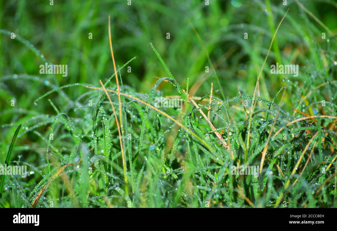 image shows grass with water droplets on them. Water sparkling in the