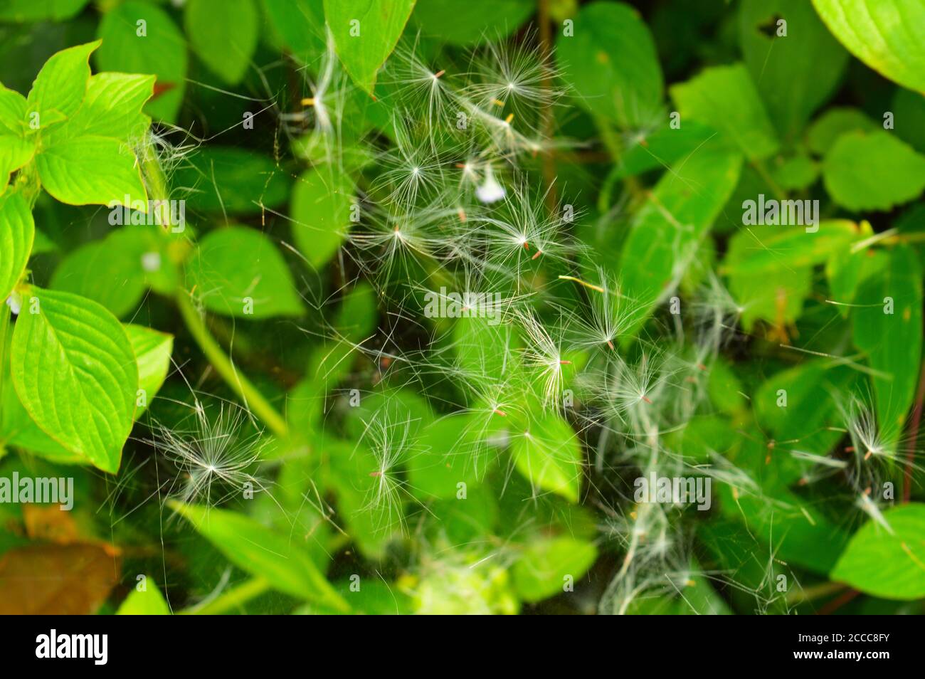 image shows dandelion seeds trapped in a spider web. The seeds will eventually fall down on the ground after a rain or strong wind. Stock Photo