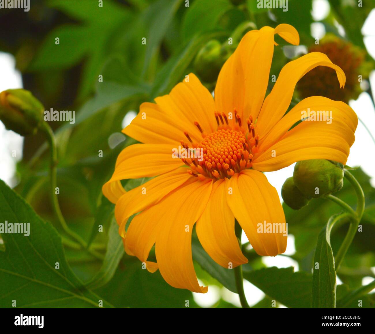 image shows a beautiful flower in the wild. This is a close up image of ...