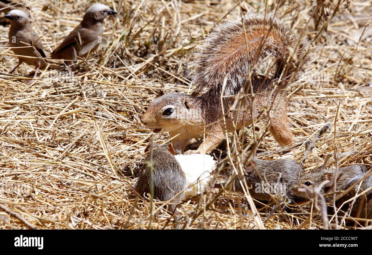 A squirrel, birds and rats eat waste food from members of Team Lioness, an all-female Kenyan ranger unit, as they stay at Risa camp due to the coronavirus disease (COVID-19) outbreak, within the Olgulului conservancy in Amboseli, Kenya August 7, 2020. Picture taken August 7, 2020. REUTERS/Njeri Mwangi Stock Photo
