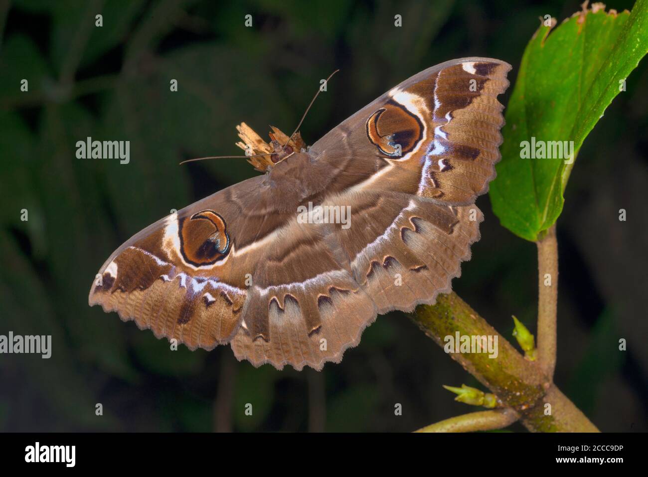 Owl Moth species at Amboli, Maharashtra, India Stock Photo