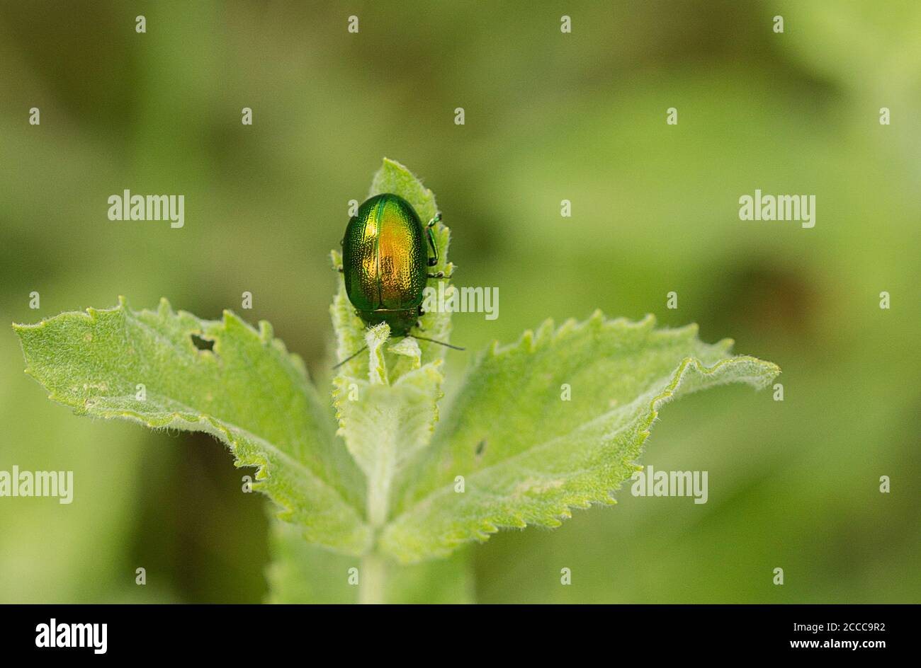 Mint Leaf Beetle, Chrysolina herbacea on Lesser Calamint, Calamintha nepeta Stock Photo