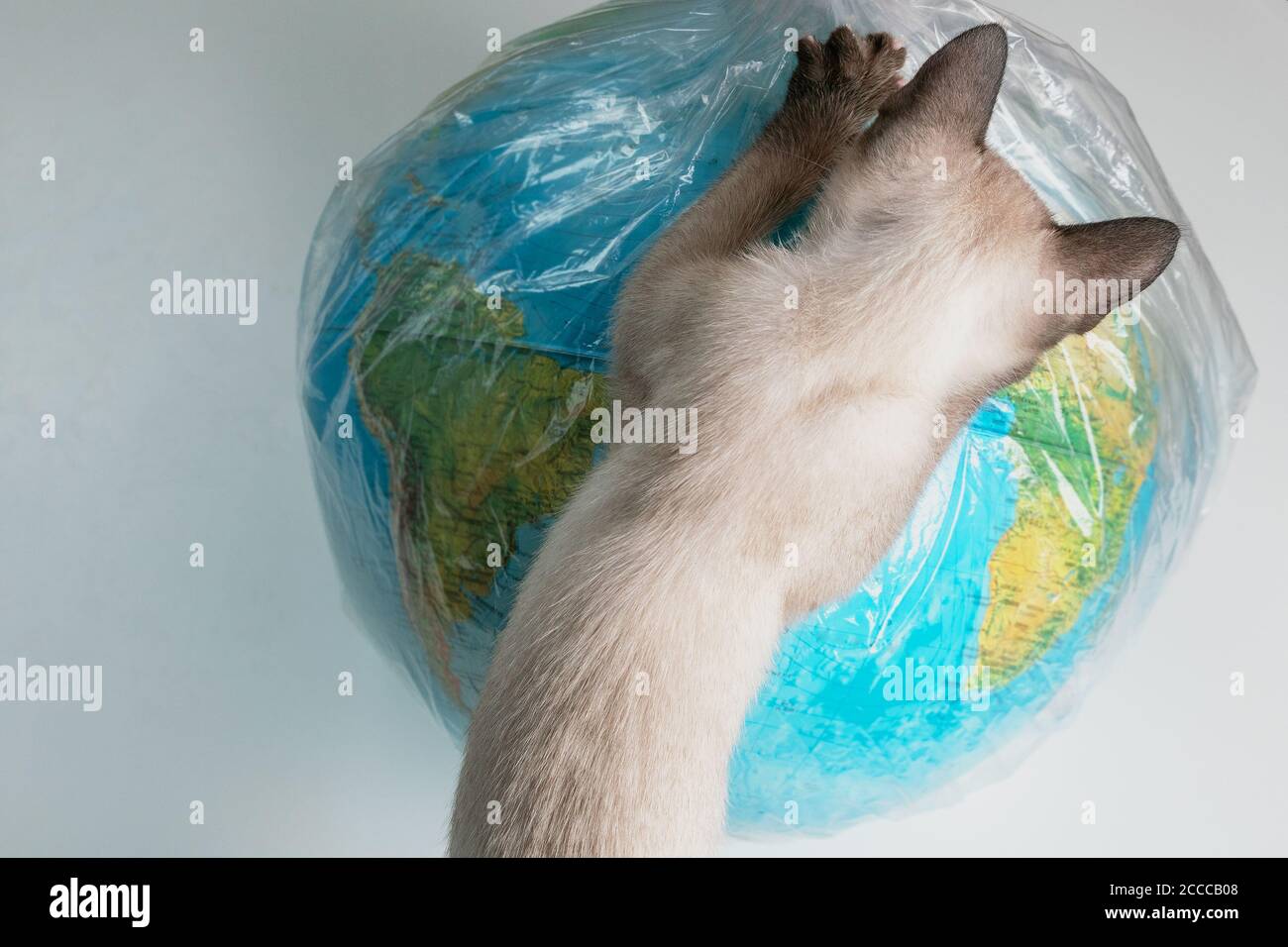 The concept of plastic bag contamination. Globe in plastic bag with Siamese kitten. Oceans of plastic and waste pollution, nature. Stock Photo