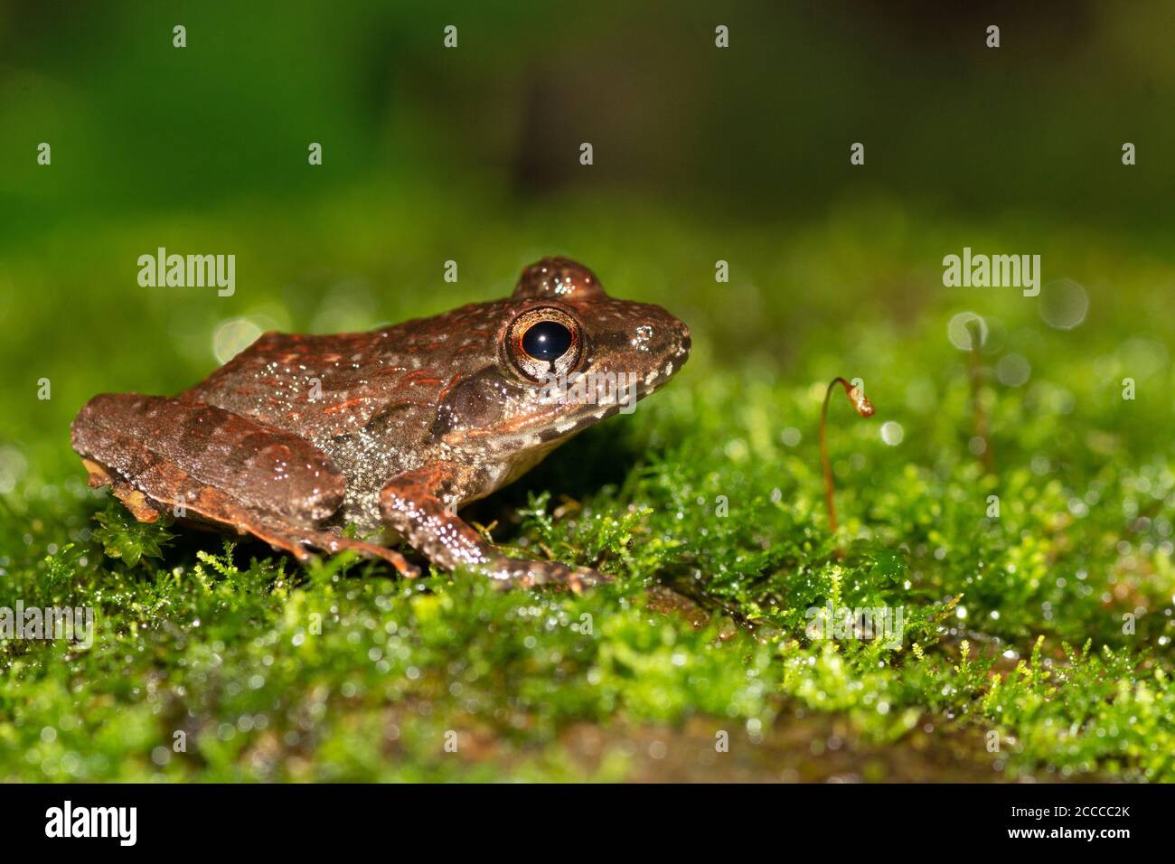 Cricket Frog on moss,  Fejervarya sp., Goa, India Stock Photo