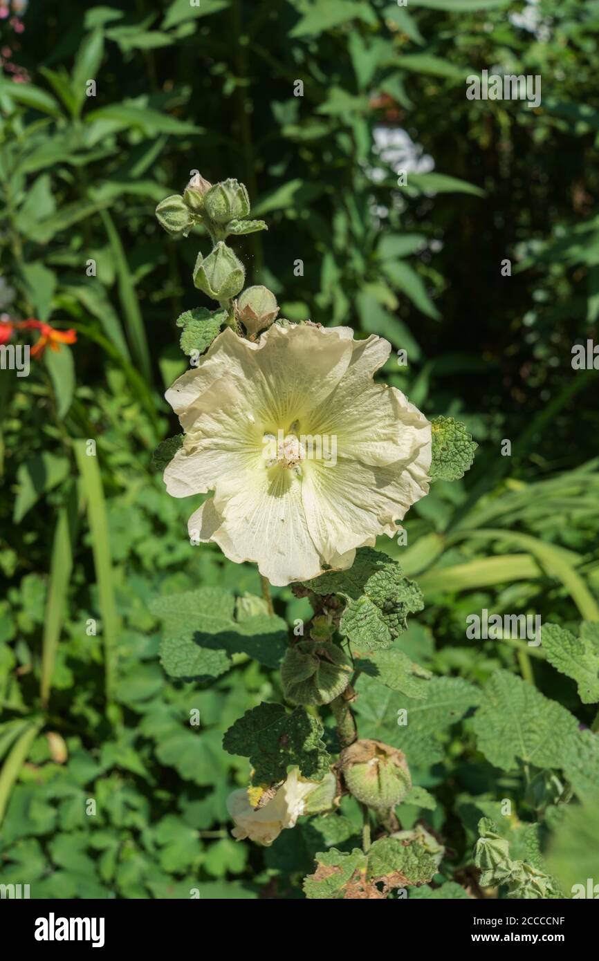 20 seeds Anisodontea capensis African mallow-Hibiscus family 