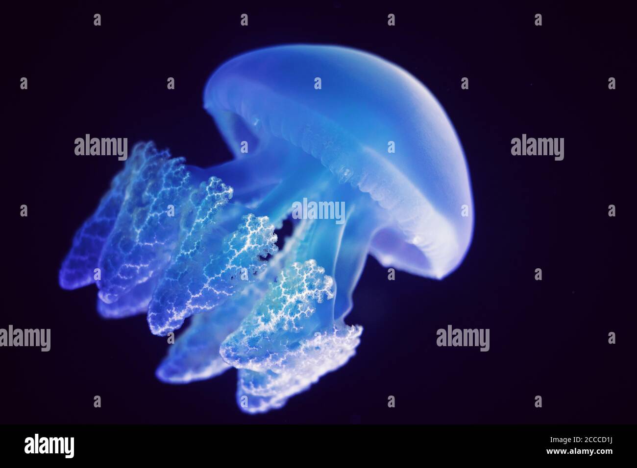 Aquatic animals concept : Jellyfish swimming at aquarium Stock Photo