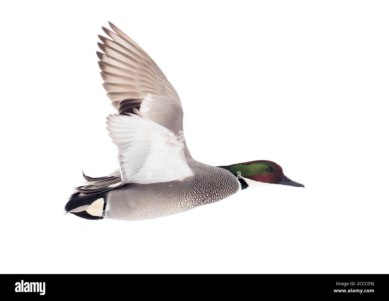 Adult male Falcated Duck (Mareca falcata) in flight, showing under wing ...