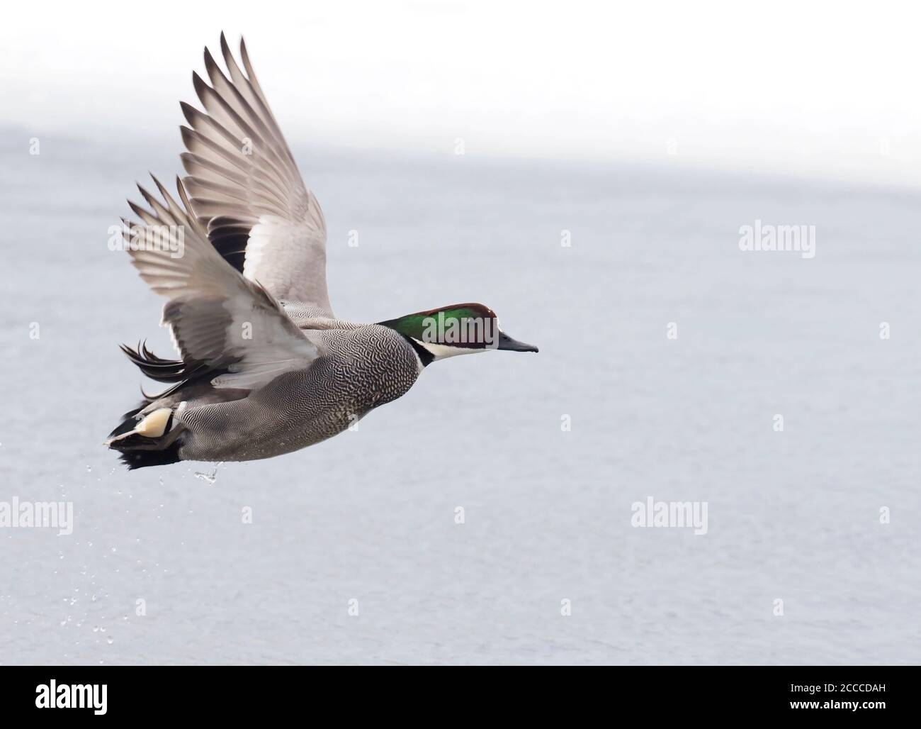 Adult male Falcated Duck (Mareca falcata) in flight, showing upper wing  pattern. Wintering individual in Japan Stock Photo - Alamy
