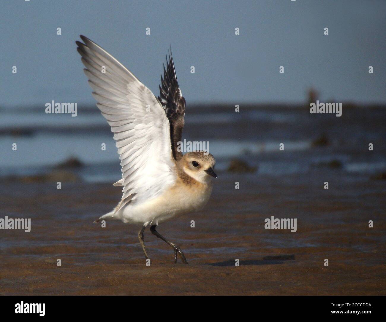 Juvenile Lesser Sand Plover (Charadrius atrifrons schaeferi) standing on the shore at Sanyagang, province Guangdong, in China. Holding wings high. Stock Photo