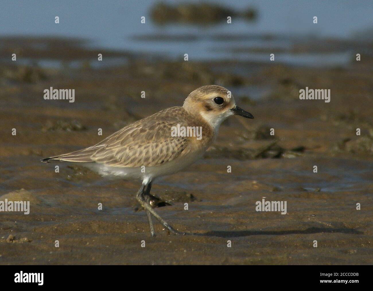 Juvenile Lesser Sand Plover (Charadrius atrifrons schaeferi) standing on the shore at Sanyagang, province Guangdong, in China. Stock Photo