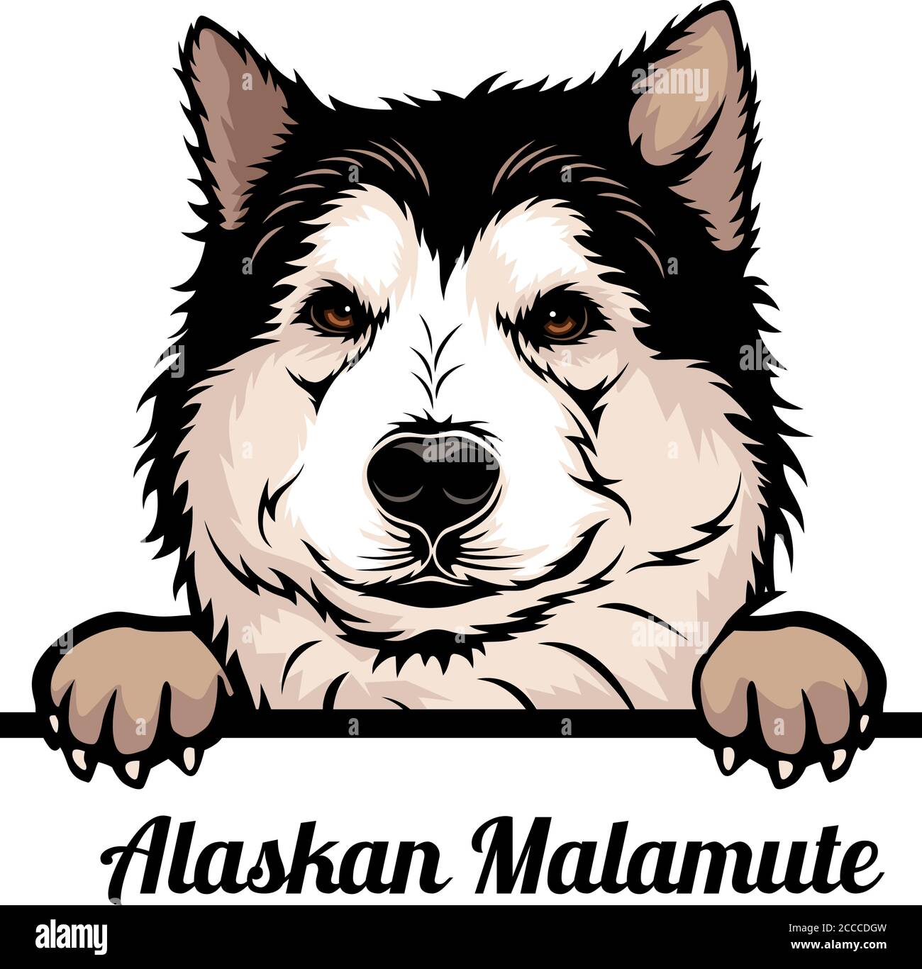 Alaskan Malamute Color Peeking Dogs breed face head isolated on