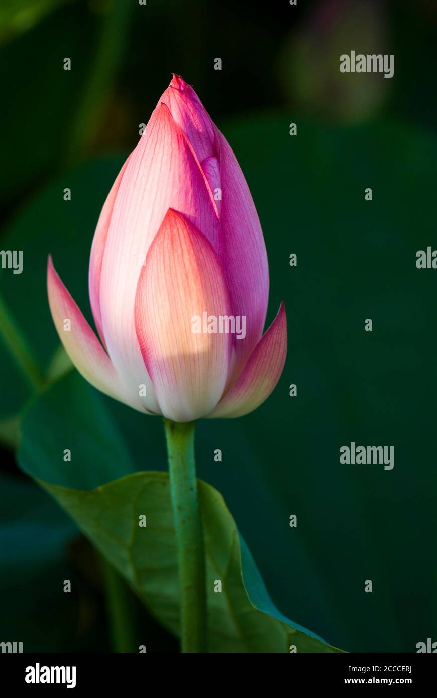Beautiful lotus flower in the garden Stock Photo - Alamy