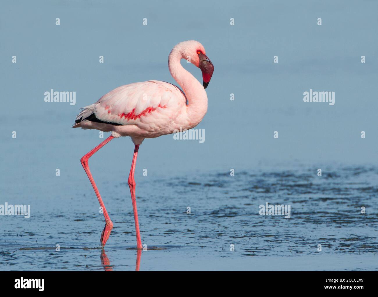 Lesser Flamingo (Phoenicopterus minor), adult, Langebaan, South Africa Stock Photo