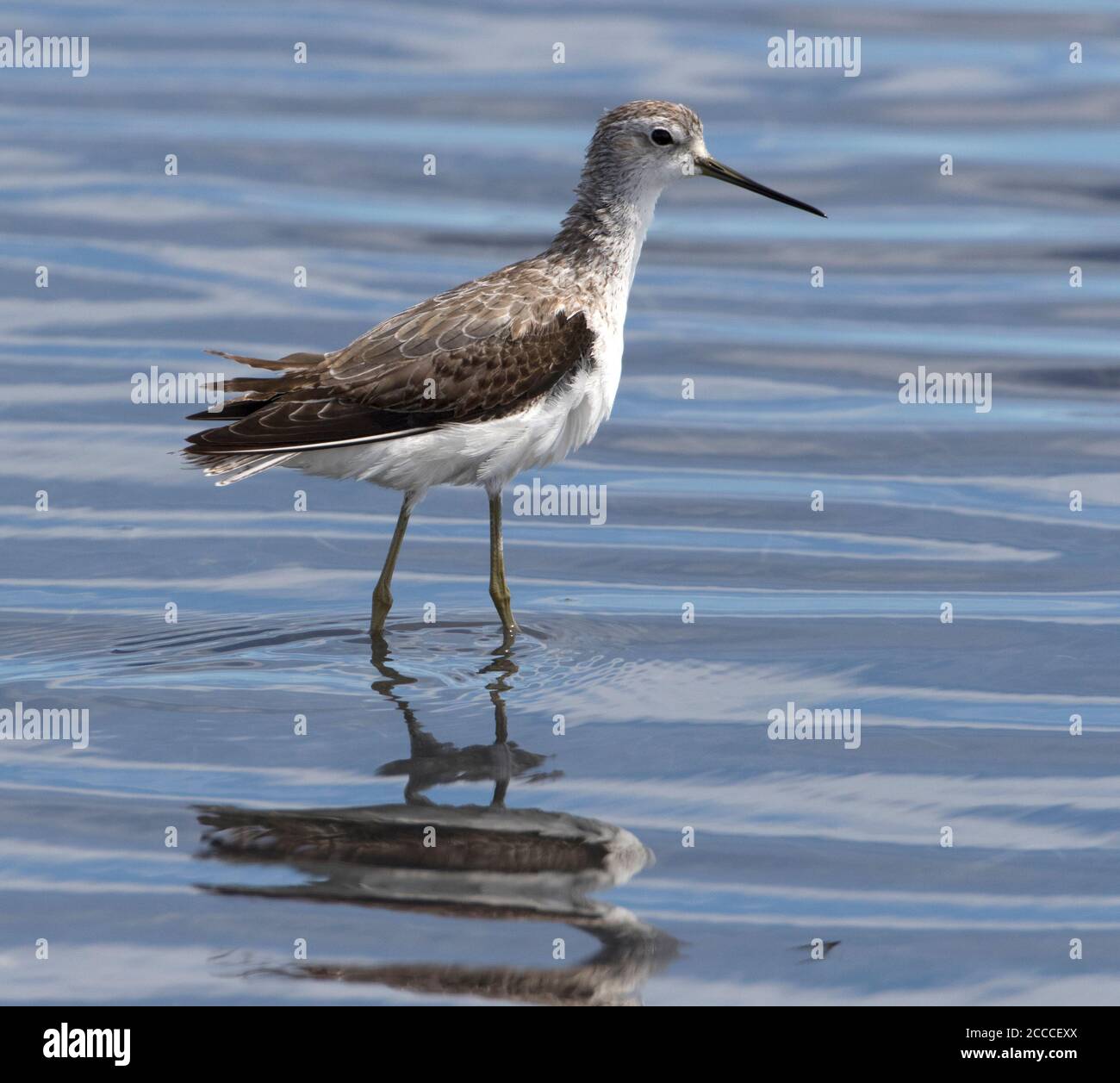 Wintering first-winter Marsh Sandpiper  (Tringa stagnatilis) in South Africa. Standing in coastal shallow waters. Seen from the side. Stock Photo