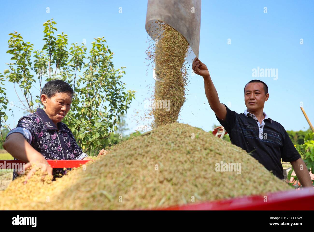 Xiangang Rice Guangan, Guangan, China. 21st Aug, 2020. Sichuanï¼Å'CHINA-More than 1 ...