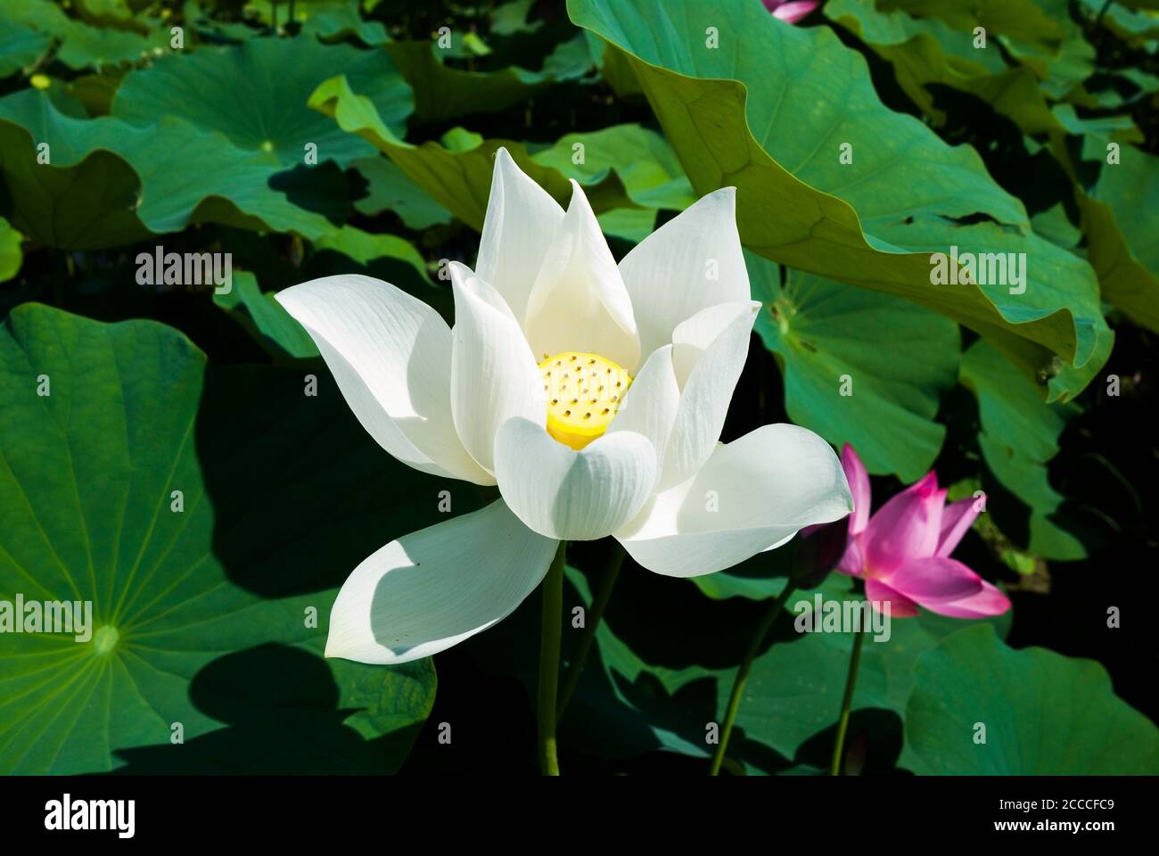 Beautiful lotus flower in the garden Stock Photo - Alamy