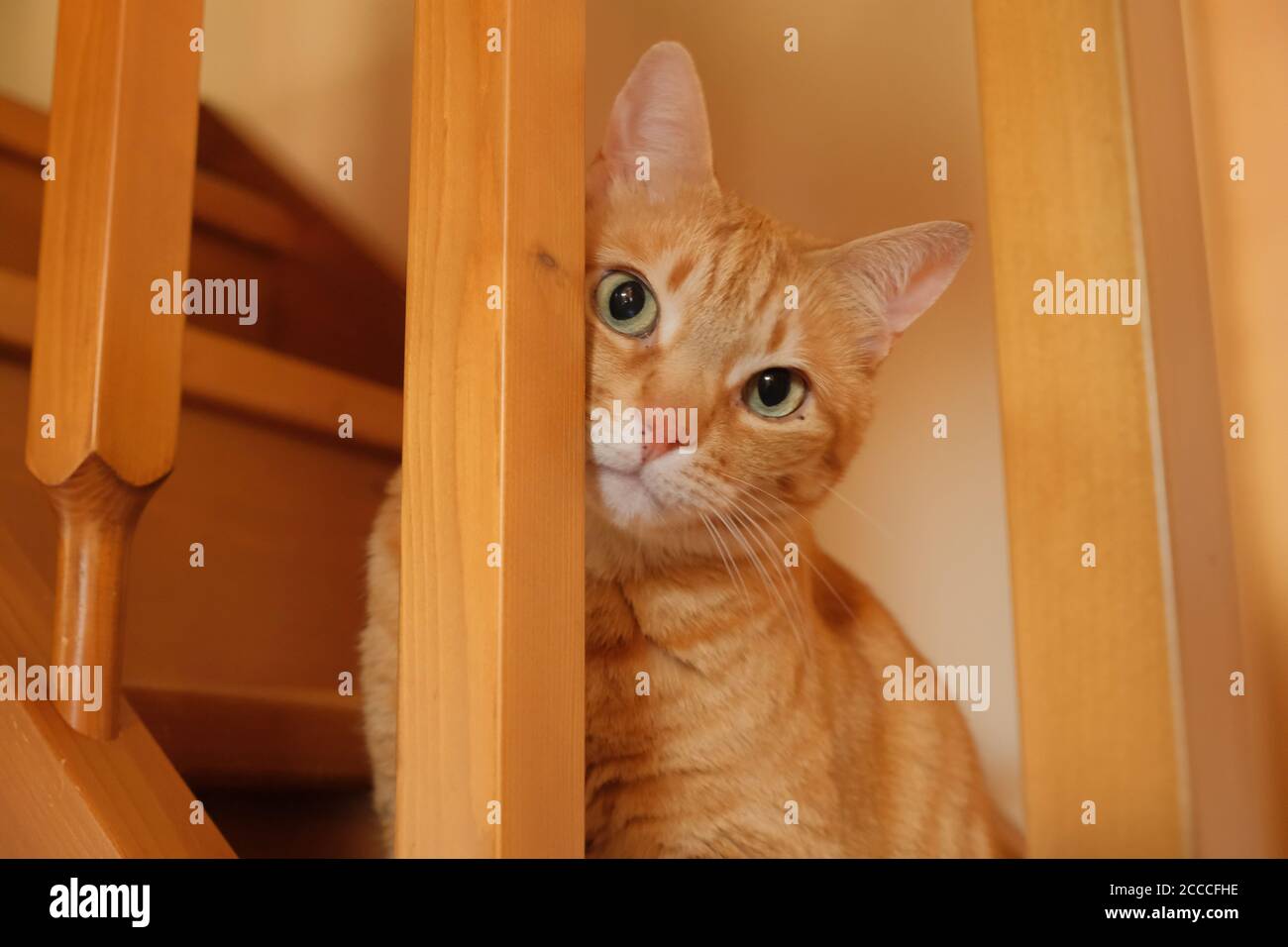 A young ginger European Shorthair cat inside a building. Stock Photo