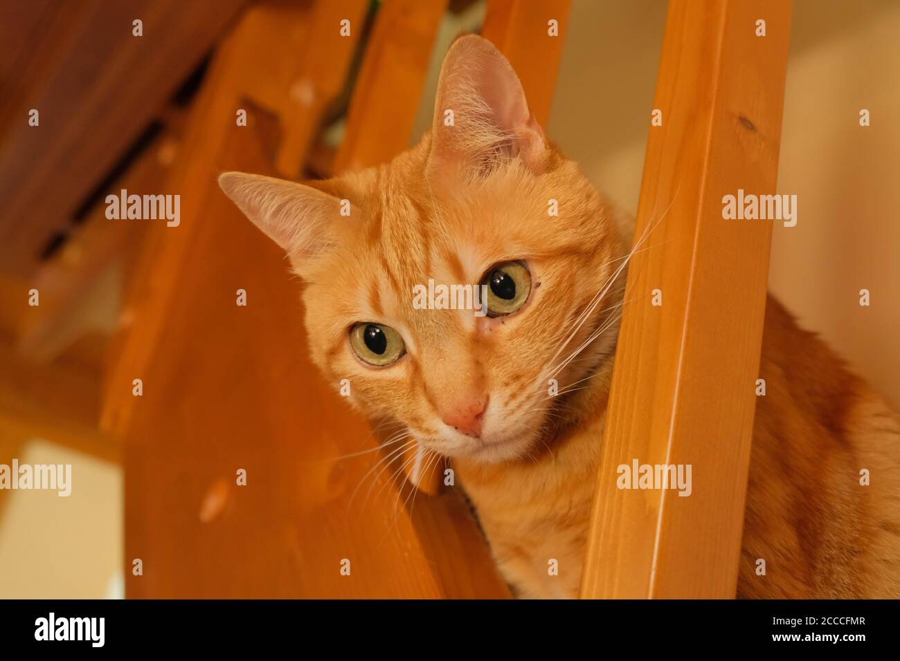A young ginger European Shorthair cat inside a building Stock Photo
