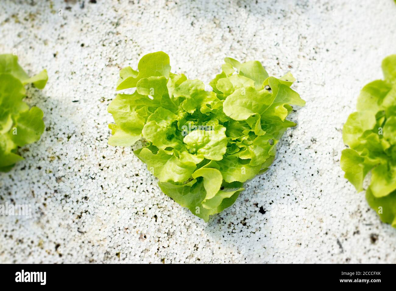 Vegetables hydroponics. Hydroponics method of growing plants using mineral nutrient solutions, in water, without soil. Close up Hydroponics plant. Stock Photo