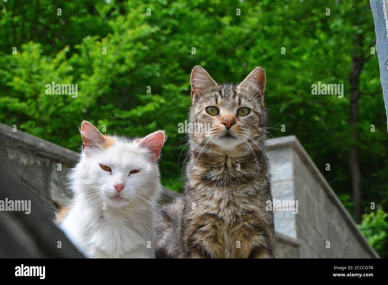 Two European Shorthair cats outside a building. Stock Photo