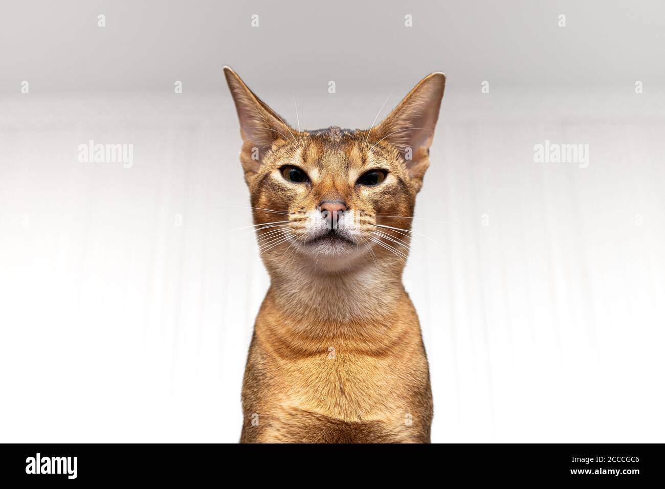 Abyssinian cat looks down, arrogant cat Stock Photo