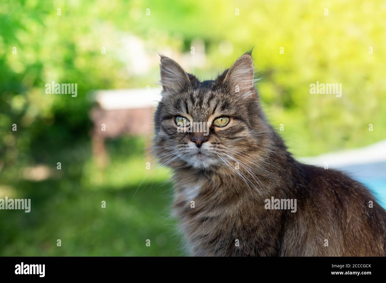 Cute siberian cat in the summer garden Stock Photo