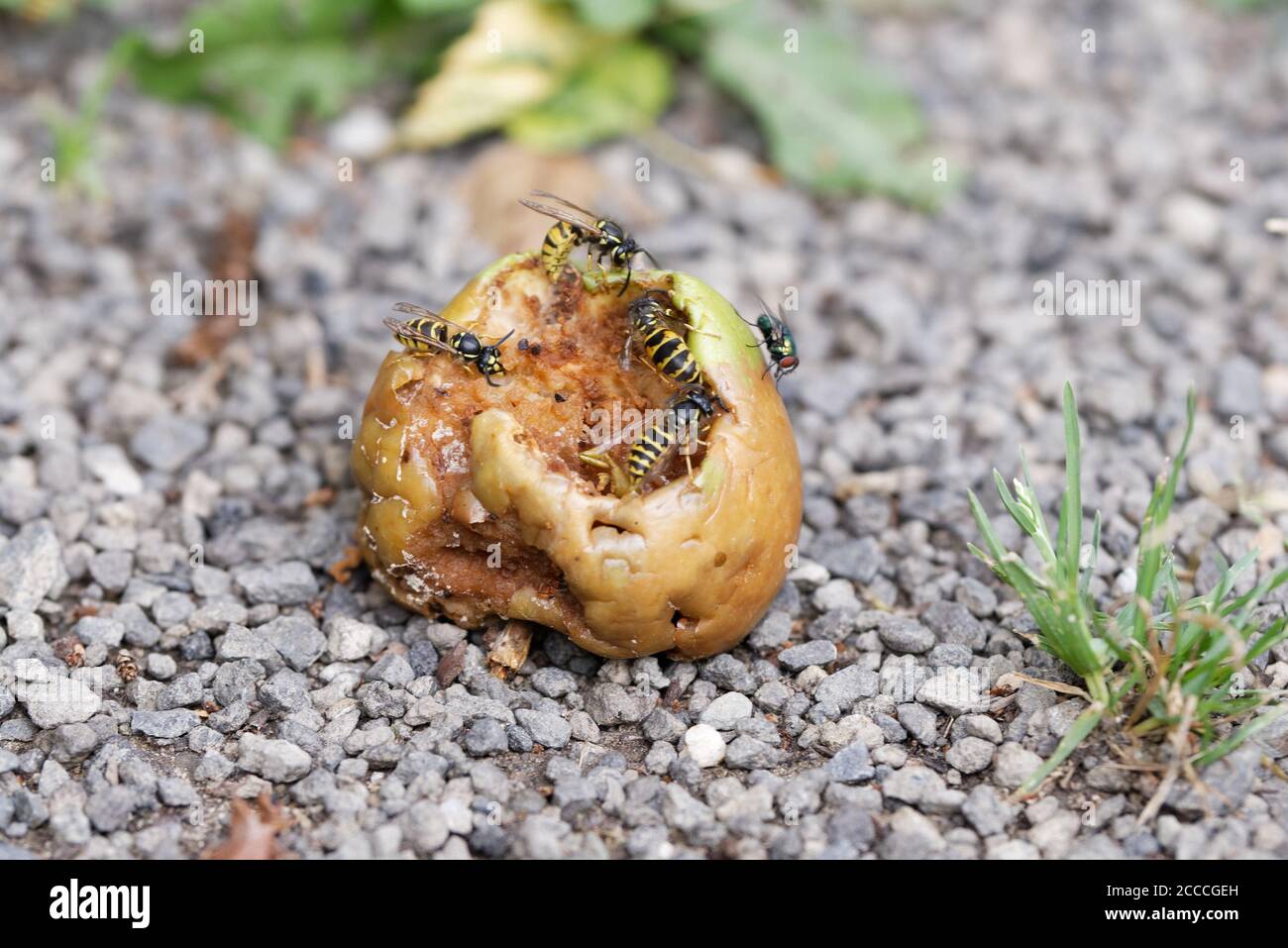 wasps on an overripe rotting apple on the ground Stock Photo