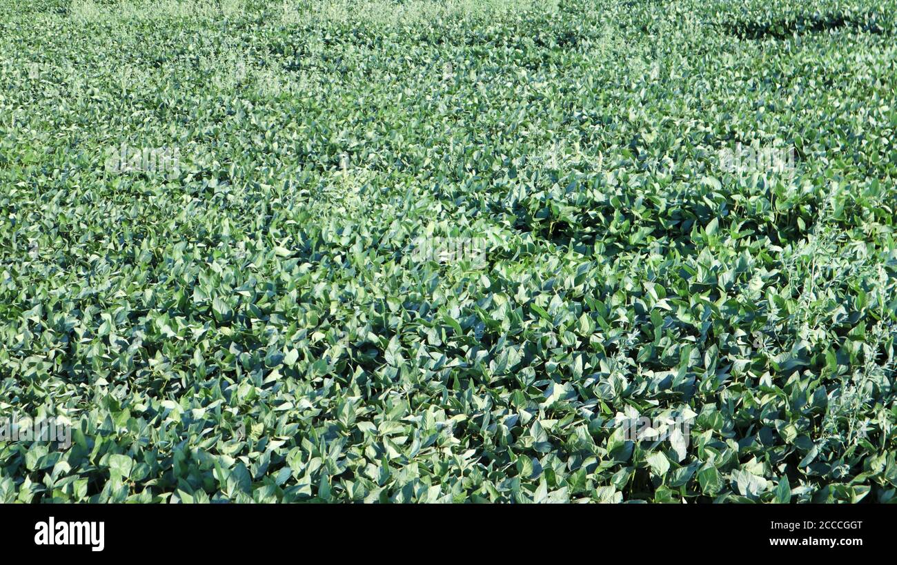 Green ripening soybean field plantation hi-res stock photography and ...