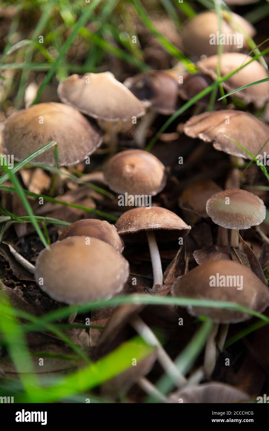 Wild mushrooms in an autumnal forest in Syracuse, Ciane River Reserve, Sicily Stock Photo