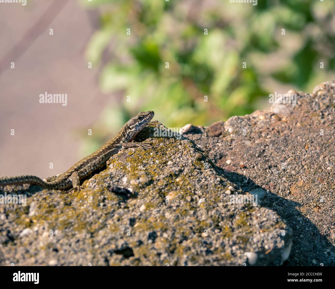 The sand lizard also known as Lacerta agilis sitting on a rock. Close ...