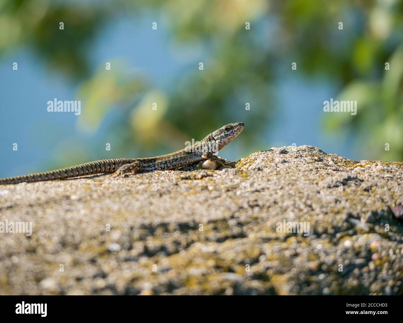 The sand lizard also known as Lacerta agilis sitting on a rock. Close ...