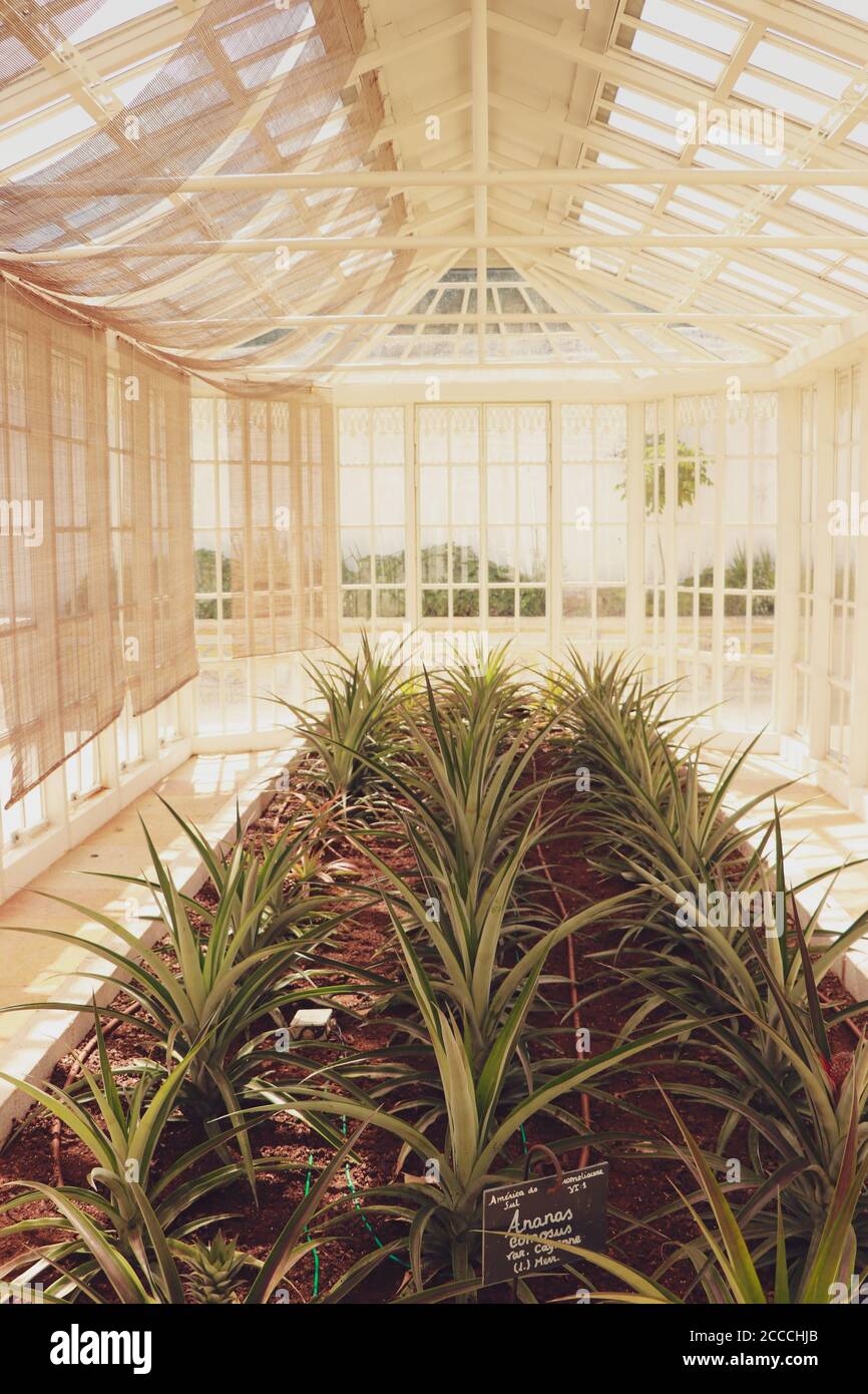 Glass greenhouse with a pineapple plantation Stock Photo