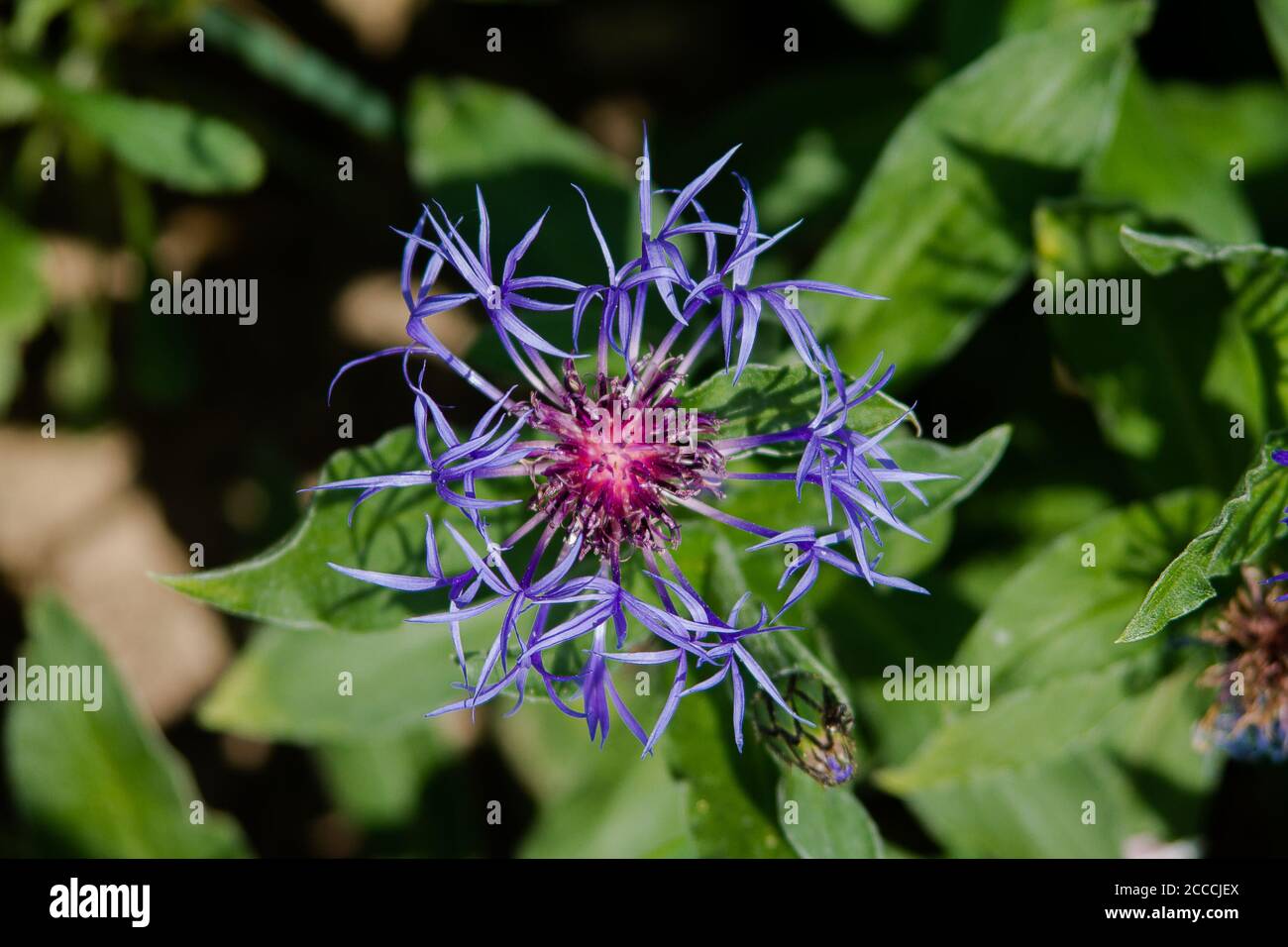 Perennial cornflower - mountain knapweed - Centaurea Montana in a beautiful combination of blue and purple flower parts. Stock Photo