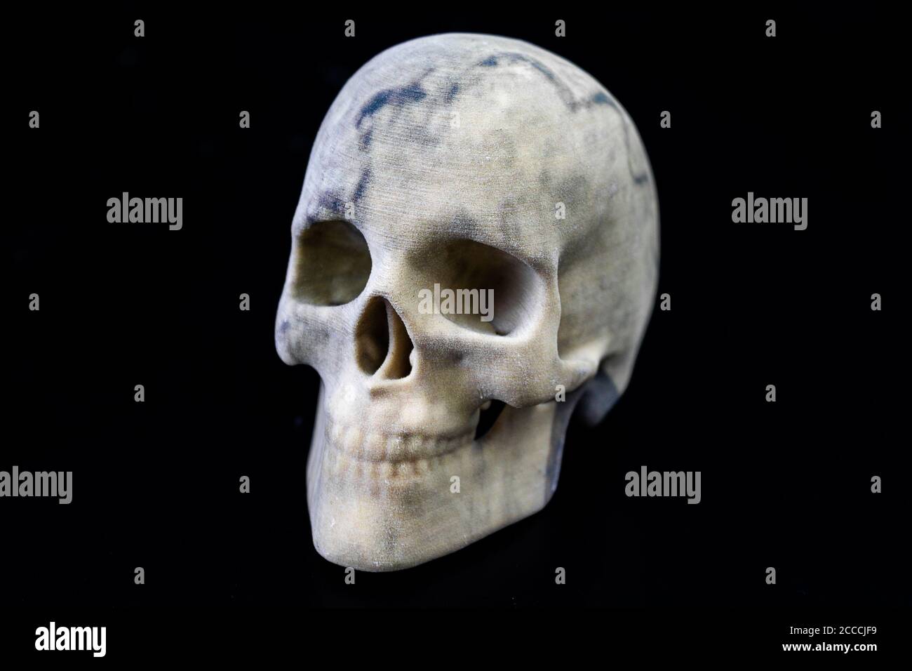 3D printed skull with gypsum as material and as front view picture Stock Photo