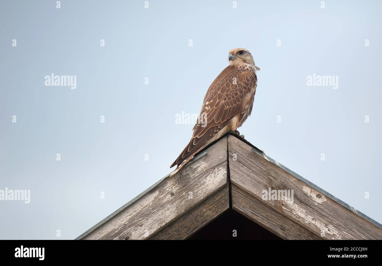 Saker Falcon (Falco cherrug). Side view of an escaped bird perched on roof ridge against pale blue sky. This endangered species breeds in Eurasian ste Stock Photo