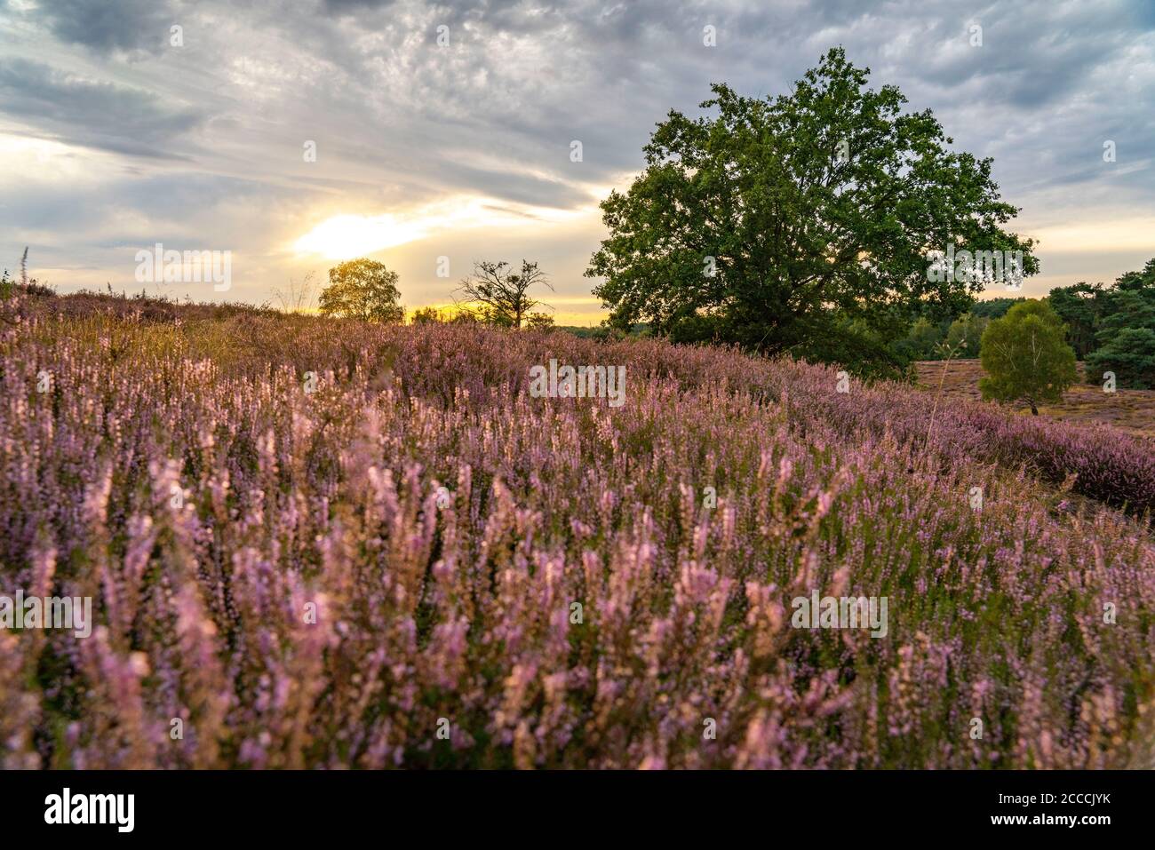 The Westruper Heath, in the Hohe Mark Westmünsterland Nature Park, near Haltern am See, heath flowering time, NRW, Germany Stock Photo