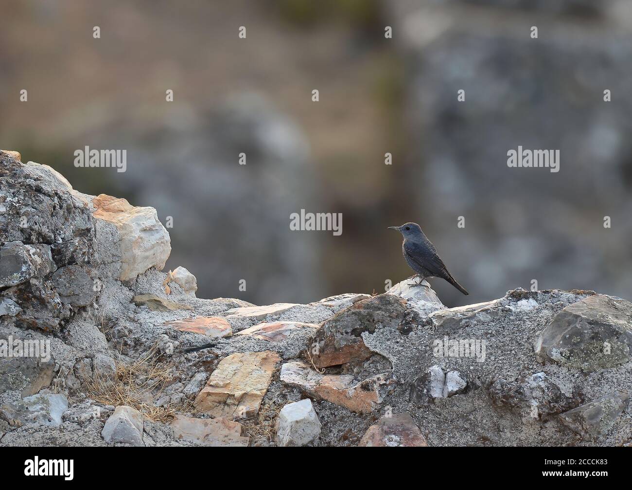 Blue rock thrush autumn hi-res stock photography and images - Alamy