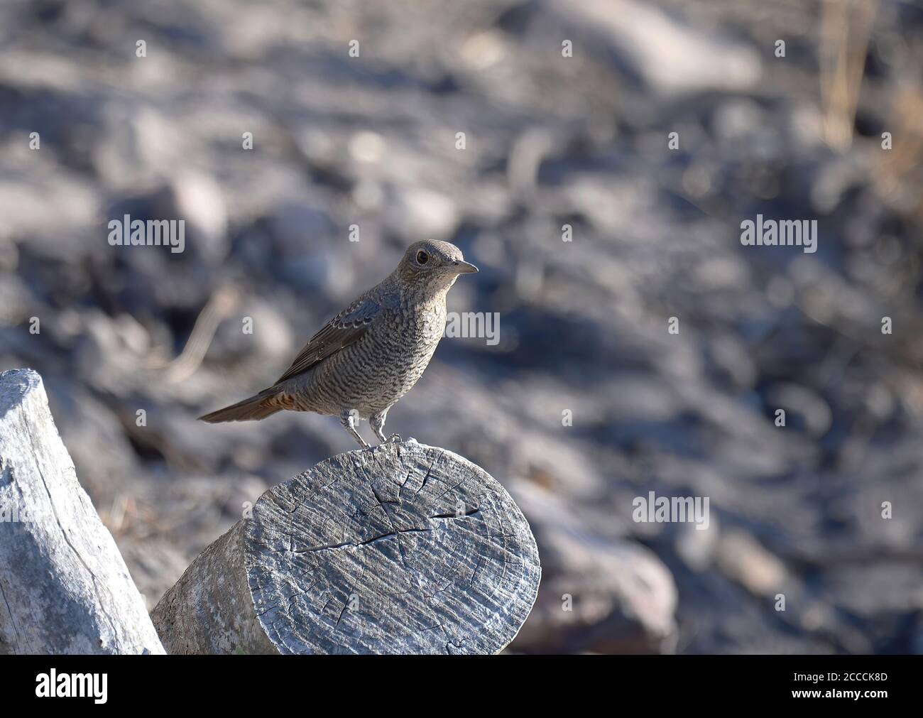 Immature male (Western) Blue Rock Thrush (Monticola solitarius ...